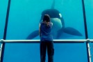 Rust and Bone | Blu-ray Review