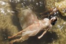 Elena | Hot Docs 2013 Review